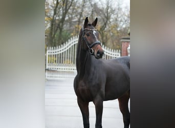 Westfale, Stute, 7 Jahre, 167 cm, Brauner