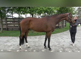 Westfale, Stute, 7 Jahre, 167 cm, Brauner