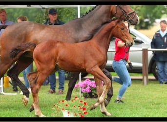 Westfale, Stute, 7 Jahre, 167 cm, Brauner