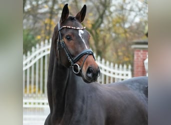 Westfale, Stute, 7 Jahre, 167 cm, Dunkelbrauner