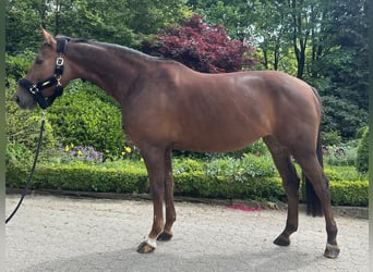Westfale, Stute, 7 Jahre, 167 cm, Dunkelfuchs