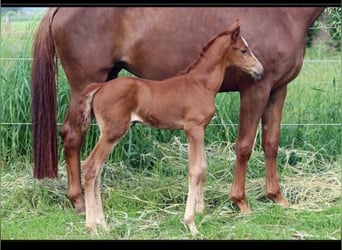 Westfale, Stute, 7 Jahre, 167 cm, Dunkelfuchs