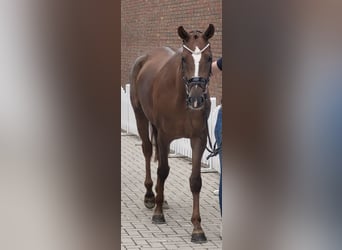 Westfale, Stute, 7 Jahre, 167 cm, Dunkelfuchs