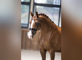 Westfale, Stute, 7 Jahre, 167 cm, Fuchs