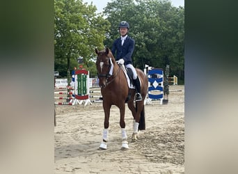 Westfale, Stute, 7 Jahre, 167 cm, Fuchs