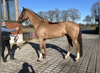 Westfale, Stute, 7 Jahre, 167 cm, Fuchs