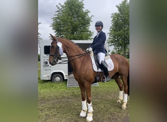 Westfale, Stute, 7 Jahre, 167 cm, Fuchs