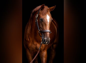 Westfale, Stute, 7 Jahre, 167 cm, Fuchs