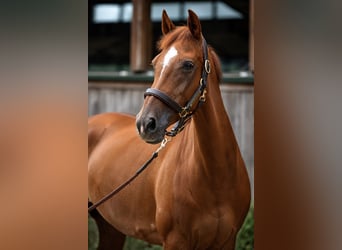 Westfale, Stute, 7 Jahre, 167 cm, Fuchs