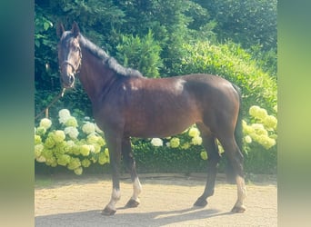Westfale, Stute, 7 Jahre, 167 cm, Schwarzbrauner