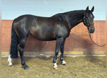 Westfale, Stute, 7 Jahre, 167 cm, Schwarzbrauner