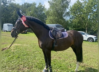 Westfale, Stute, 7 Jahre, 167 cm, Schwarzbrauner