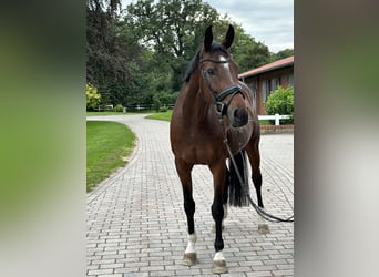 Westfale, Stute, 7 Jahre, 168 cm, Brauner