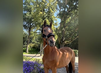 Westfale, Stute, 7 Jahre, 168 cm, Brauner