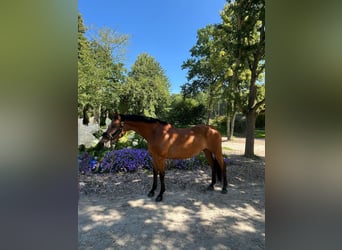 Westfale, Stute, 7 Jahre, 168 cm, Brauner