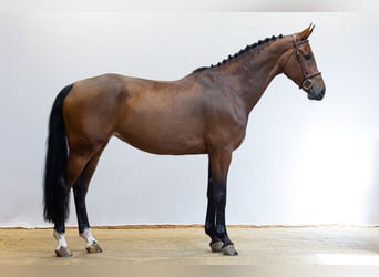 Westfale, Stute, 7 Jahre, 168 cm, Brauner