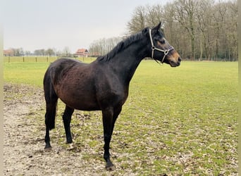 Westfale, Stute, 7 Jahre, 168 cm, Brauner