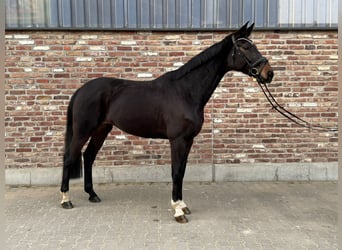 Westfale, Stute, 7 Jahre, 168 cm, Dunkelbrauner