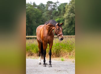 Westfale, Stute, 7 Jahre, 168 cm, Rotbrauner