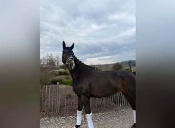 Westfale, Stute, 7 Jahre, 168 cm, Schwarzbrauner