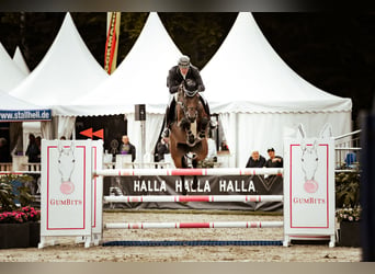 Westfale, Stute, 7 Jahre, 169 cm, Brauner
