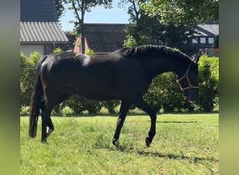 Westfale, Stute, 7 Jahre, 169 cm, Schwarzbrauner