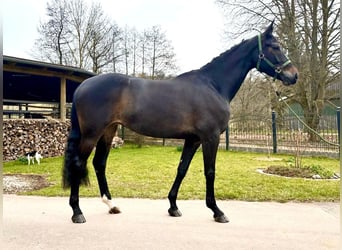 Westfale, Stute, 7 Jahre, 169 cm, Schwarzbrauner