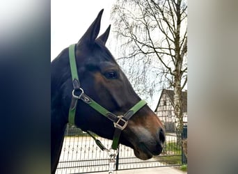 Westfale, Stute, 7 Jahre, 169 cm, Schwarzbrauner