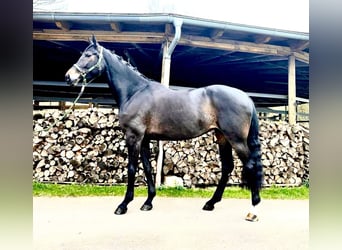 Westfale, Stute, 7 Jahre, 169 cm, Schwarzbrauner