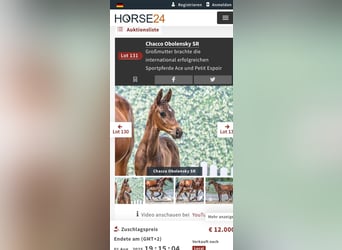 Westfale, Stute, 7 Jahre, 169 cm, Schwarzbrauner