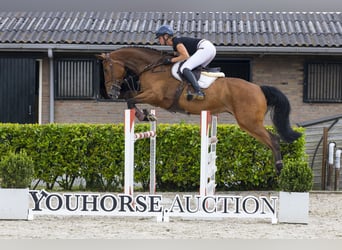 Westfale, Stute, 7 Jahre, 170 cm, Brauner