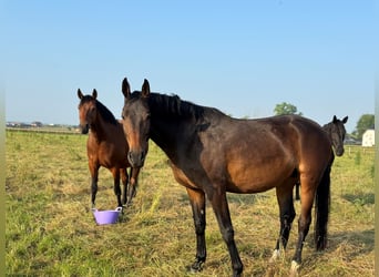 Westfale, Stute, 7 Jahre, 170 cm, Brauner