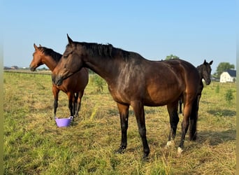 Westfale, Stute, 7 Jahre, 170 cm, Brauner