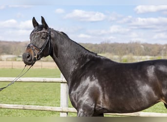 Westfale, Stute, 7 Jahre, 170 cm, Dunkelbrauner