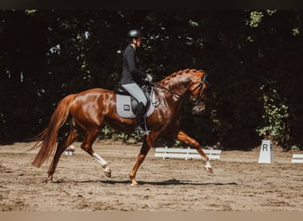 Westfale, Stute, 7 Jahre, 170 cm, Fuchs