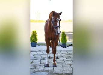 Westfale, Stute, 7 Jahre, 170 cm, Fuchs