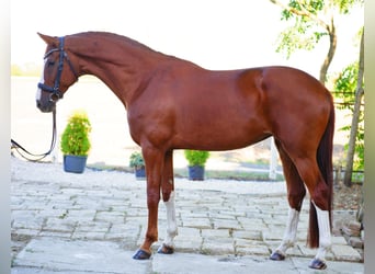Westfale, Stute, 7 Jahre, 170 cm, Fuchs