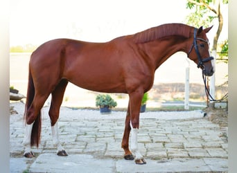 Westfale, Stute, 7 Jahre, 170 cm, Fuchs