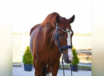 Westfale, Stute, 7 Jahre, 170 cm, Fuchs