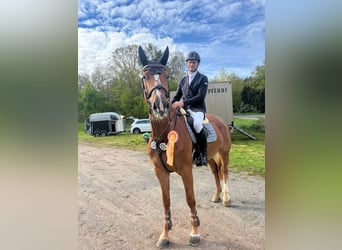 Westfale, Stute, 7 Jahre, 170 cm, Fuchs