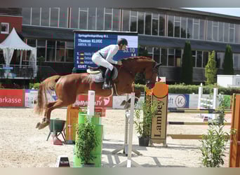 Westfale, Stute, 7 Jahre, 170 cm, Fuchs