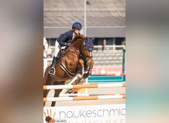 Westfale, Stute, 7 Jahre, 170 cm, Fuchs