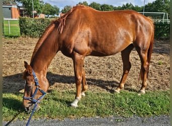 Westfale, Stute, 7 Jahre, 170 cm, Fuchs