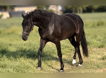 Westfale, Stute, 7 Jahre, 170 cm, Rappe