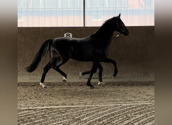 Westfale, Stute, 7 Jahre, 170 cm, Rappe