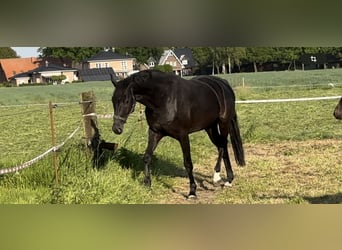 Westfale, Stute, 7 Jahre, 170 cm, Rappe