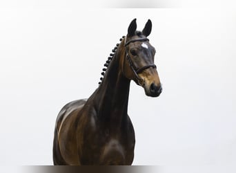 Westfale, Stute, 7 Jahre, 170 cm