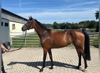 Westfale, Stute, 7 Jahre, 171 cm, Brauner