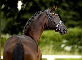 Westfale, Stute, 7 Jahre, 171 cm, Rappe