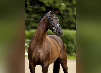 Westfale, Stute, 7 Jahre, 171 cm, Rappe